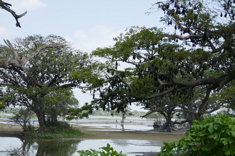 ספארי בשמורת Yala Sri Lanka – חוויית טבע לכל מי שרוצה לטייל בסרי לנקה, פארק לאומי מרהיב